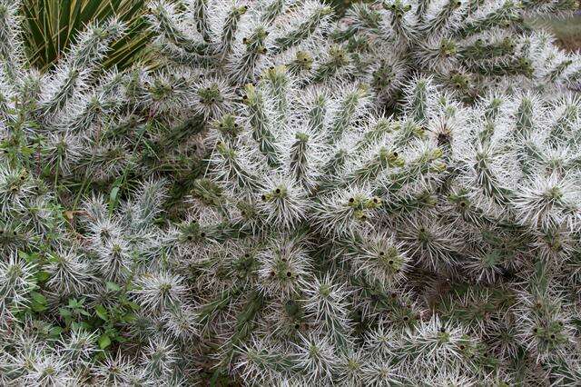 Image de Cylindropuntia