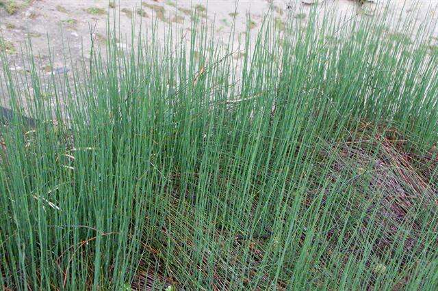 Image of Polygonum scoparium Req. ex Loisel.