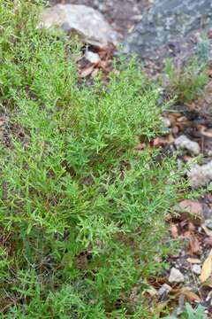 Plancia ëd Stachys glutinosa L.