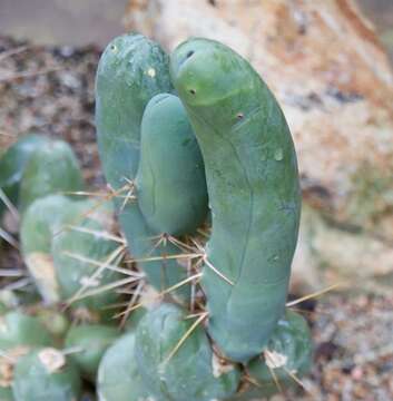 Image of Easter Lily Cactus