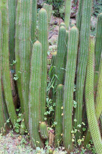 Image of <i>Trichocereus spachianus</i>