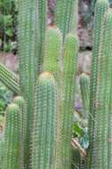 Image of <i>Trichocereus spachianus</i>