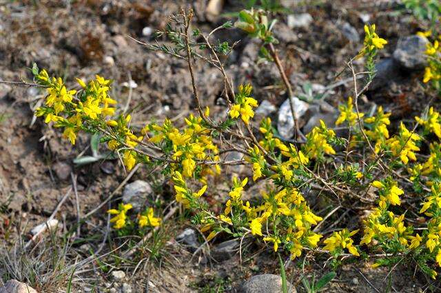 Слика од Genista anglica L.