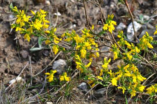 صورة Genista anglica L.