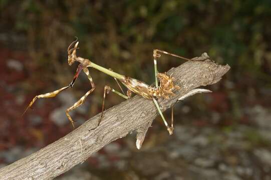 Empusa resmi