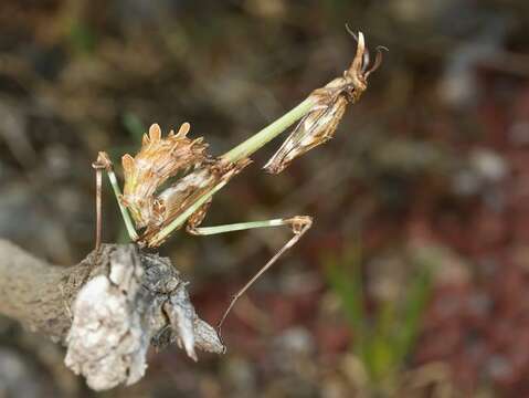 Image of Empusa