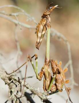 Image of Empusa