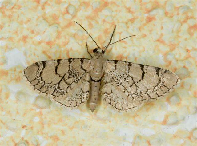 صورة Eupithecia venosata Fabricius 1787