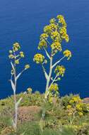 Image of Giant Fennel