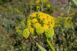 Image of Giant Fennel