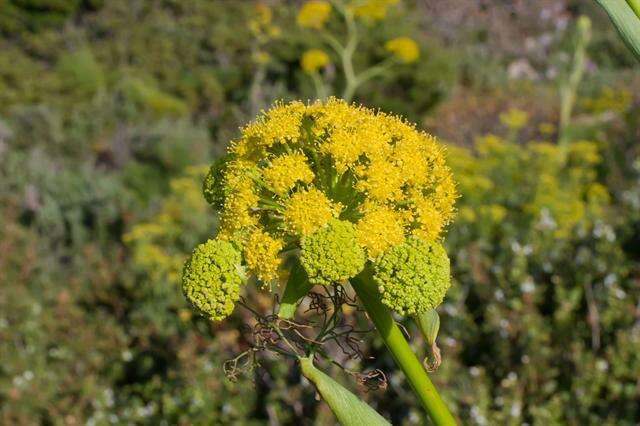 Image of Giant Fennel