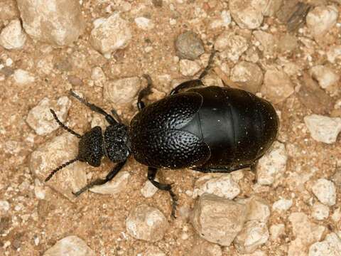 Image of blister beetles