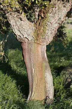 Image of Cork Oak