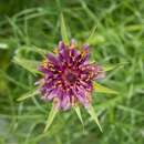 Image of Tragopogon porrifolius subsp. porrifolius