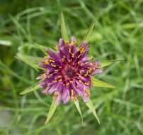 Image of Tragopogon porrifolius subsp. porrifolius