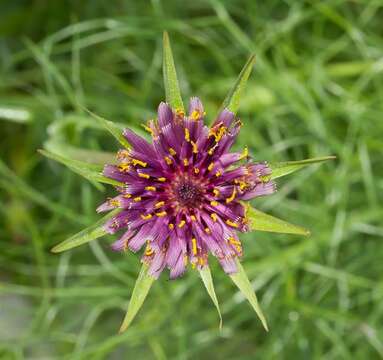 Sivun Tragopogon porrifolius subsp. porrifolius kuva