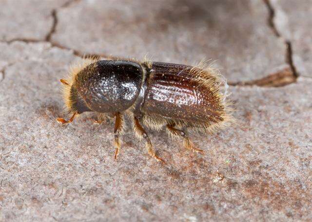 Image of engraver beetle