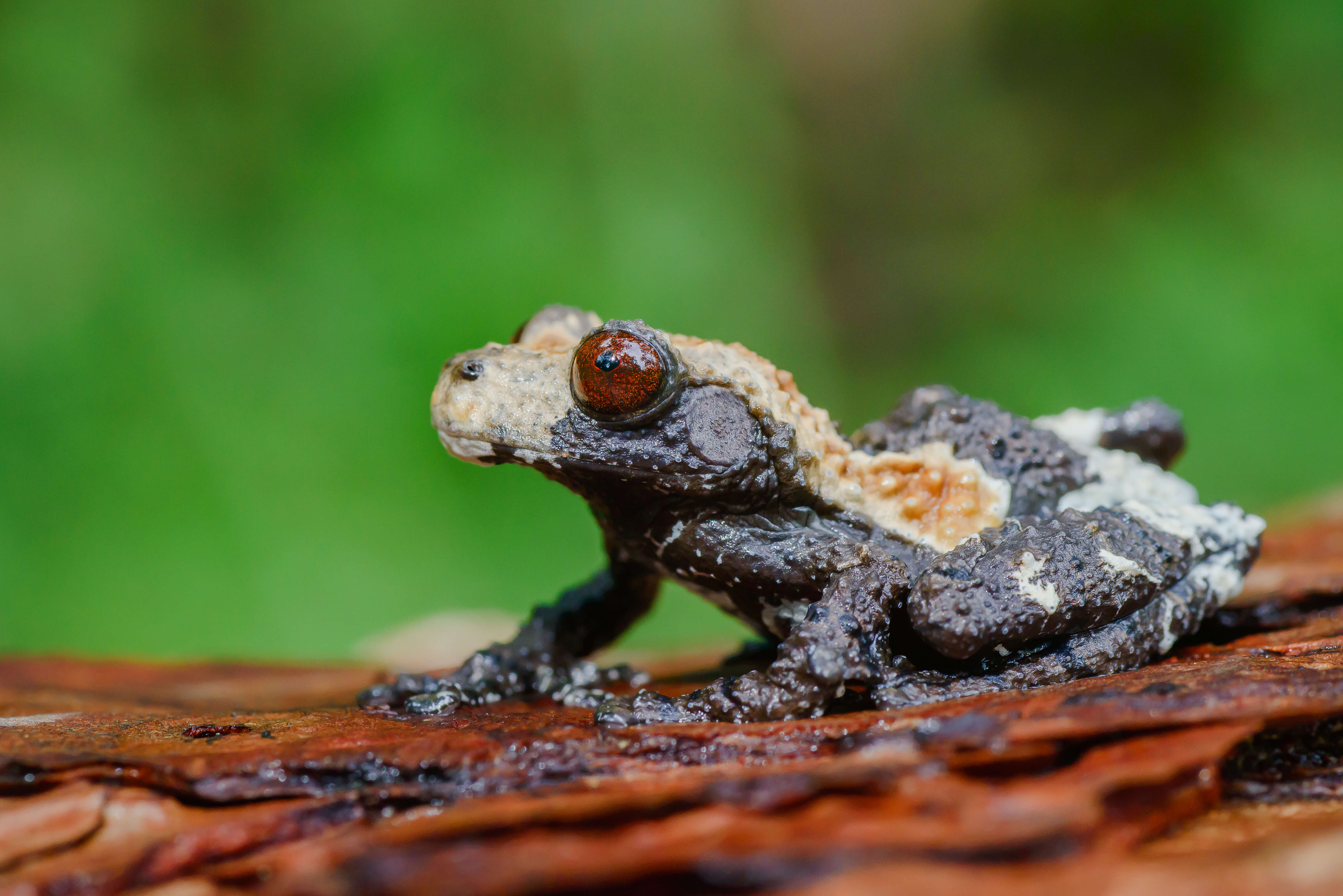 Image of Dotted bubble-nest frog