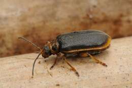 Image of Water-lily Beetle