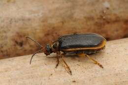 Image of Water-lily Beetle