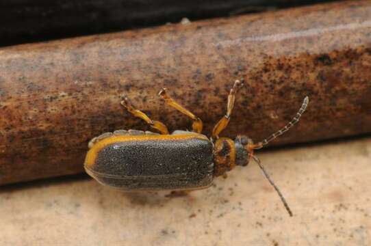 Image of Water-lily Beetle