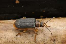 Image of Water-lily Beetle