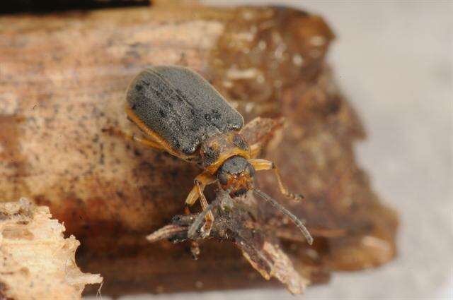 Image of Water-lily Beetle