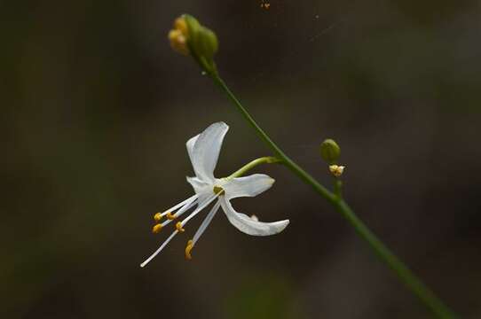 Image of Anthericum