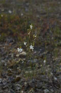 Image of Anthericum