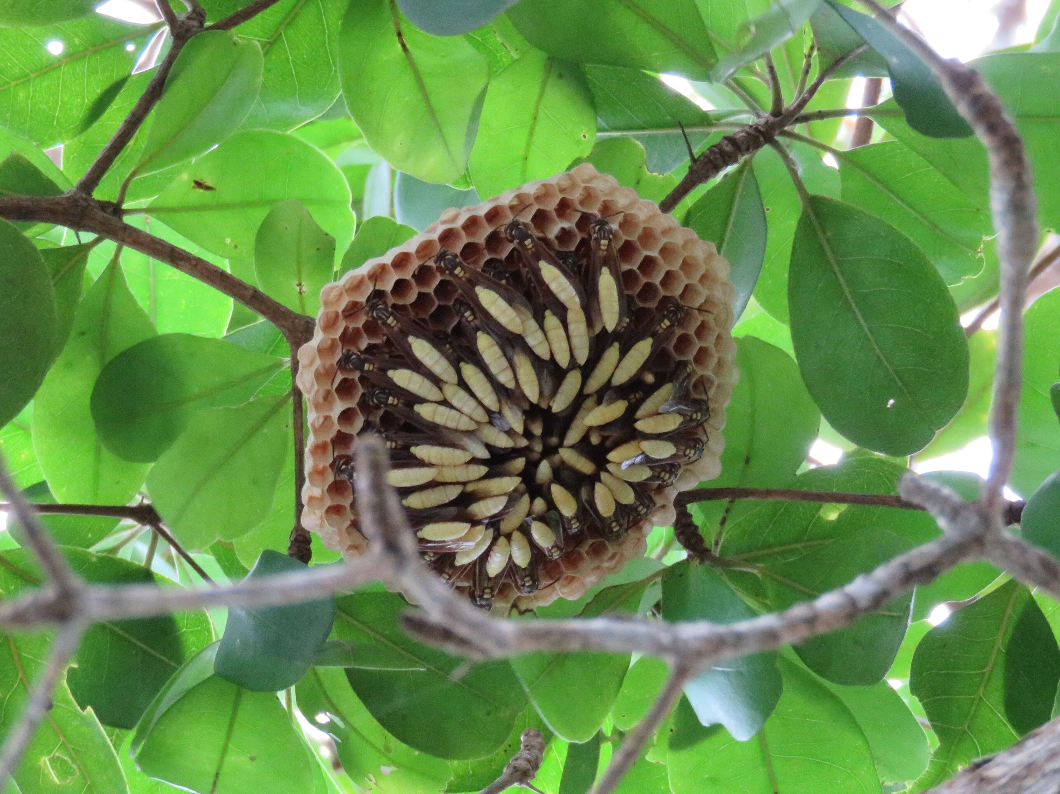 Image of Apoica pallens (Fabricius 1804)