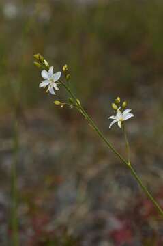 Image of Anthericum