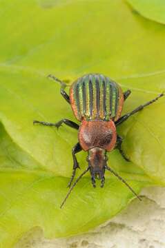 Image of Ground Beetle