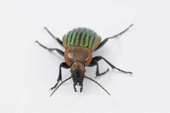 Image of Ground Beetle