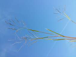 Image of fall panicgrass