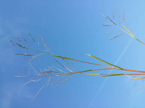 Imagem de Panicum dichotomiflorum Michx.