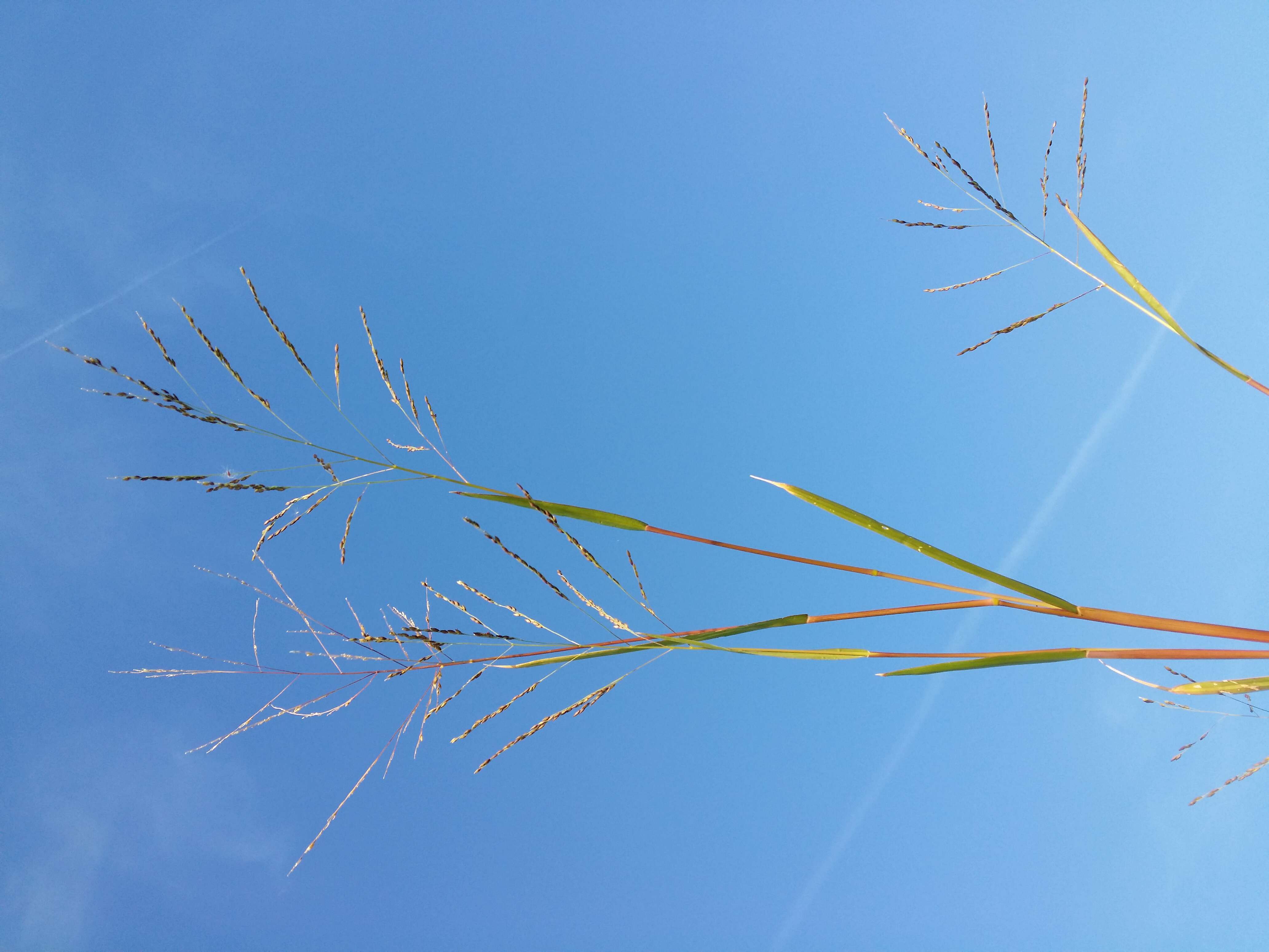 Imagem de Panicum dichotomiflorum Michx.