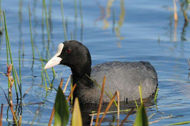 Imagem de Fulica Linnaeus 1758