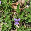 Image of <i>Viola delphiniifolia</i>