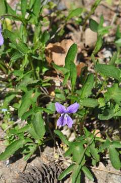 Image of Magnoliophyta