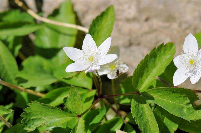 Plancia ëd Anemone trifolia L.