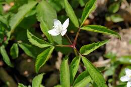 Plancia ëd Anemone trifolia L.