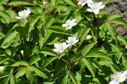 Plancia ëd Anemone trifolia L.