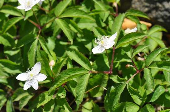 Plancia ëd Anemone trifolia L.