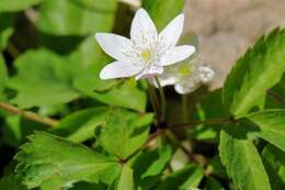 Plancia ëd Anemone trifolia L.