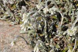 Image of <i>Antennaria <i>alpina</i></i> var. alpina