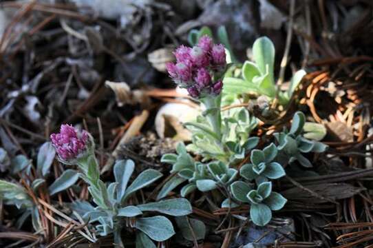 Plancia ëd Antennaria parvifolia Nutt.