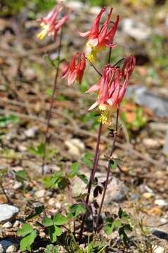 Image of columbine