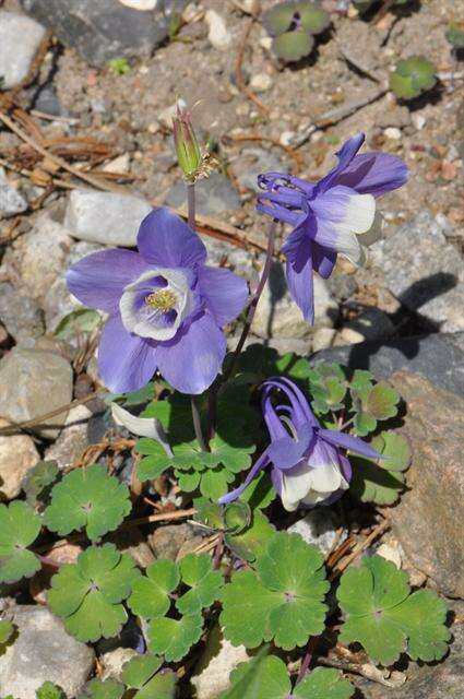 Image of Rocky Mountain blue columbine