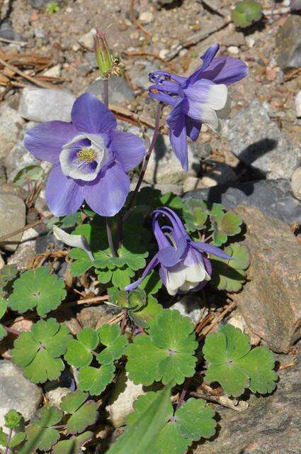 Image of Rocky Mountain blue columbine