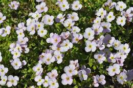 Image de Aubrieta erubescens Griseb.